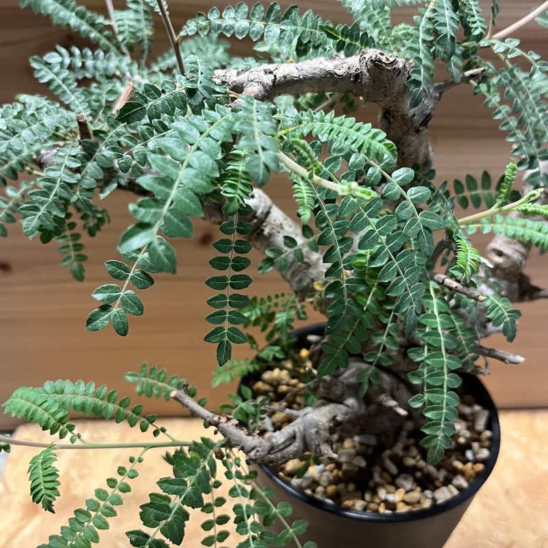 ボスヴェリア　ネグレクタ　現地球　良型　低重心 ボスウェリア ネグレクタ 【現地球/発根済み】A HK2402403(T