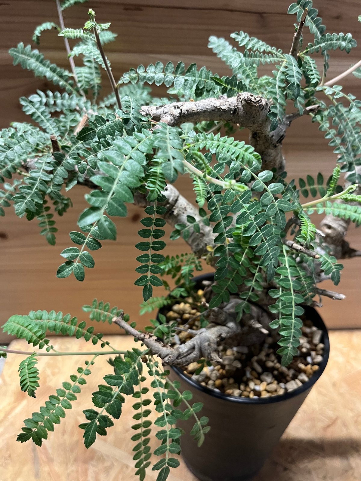 ボスウェリア ネグレクタ | GREEN LUCK