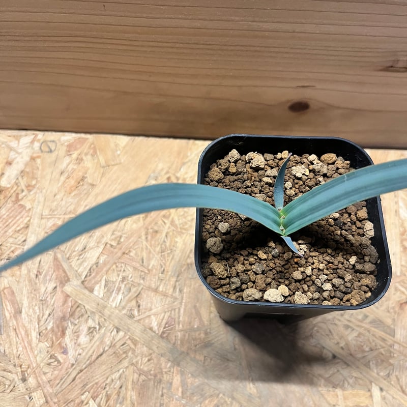 Y*u様 ウェルウィッチア・ミラビリス 変り葉 (多肉植物・サボテン・塊根・奇想 Y*u様 ウェルウィッチア・ミラビリス 変り葉 (多肉植物