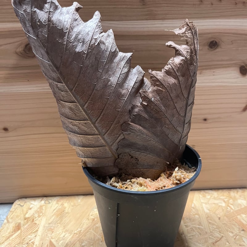 専用出品　ウッドプランター★* 専用出品 ウッドプランター☆* ウッドプランター M 通販 - ディノス