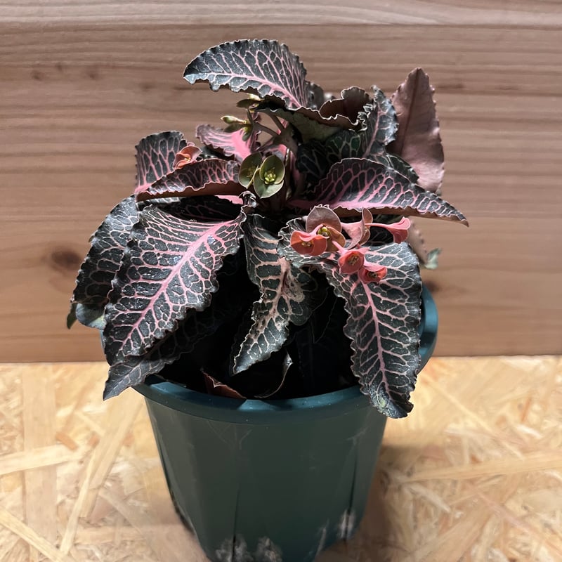 ユーフォルビア フランコイシー ユーフォルビア フランコイシー | GREEN LUCK