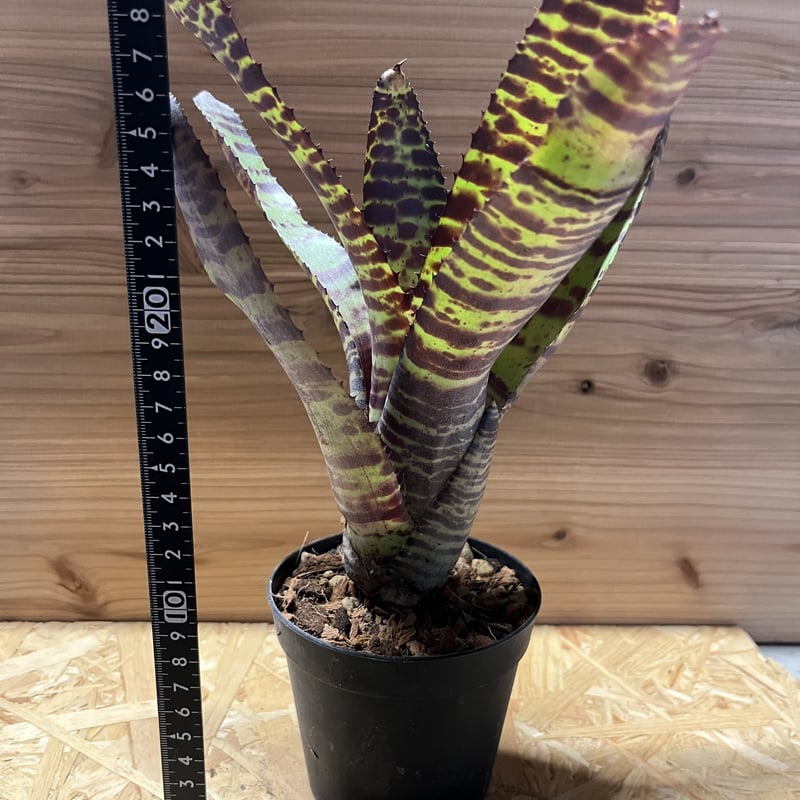 ネオレゲリア ハンニバルレクター | GREEN LUCK