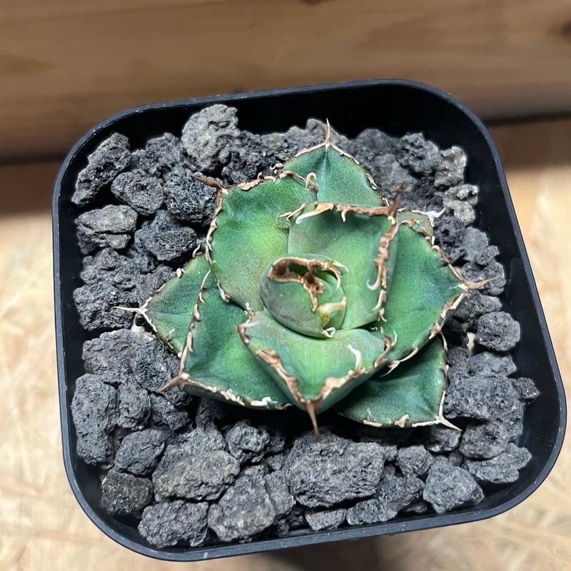 アガベ チタノタ チャム | GREEN LUCK