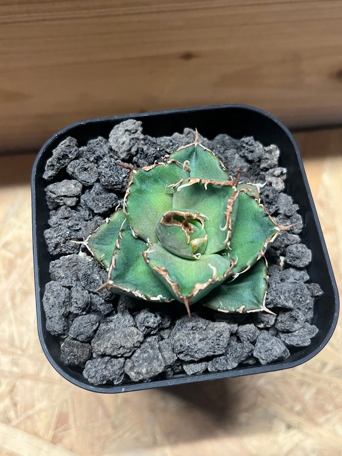 アガベ　チャム　chum イラン株 アガベ チタノタ チャム | GREEN LUCK