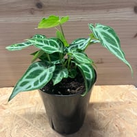 エクメア　コレイア・アラウジョ エクメア コレイアアラウジョイ | GREEN LUCK