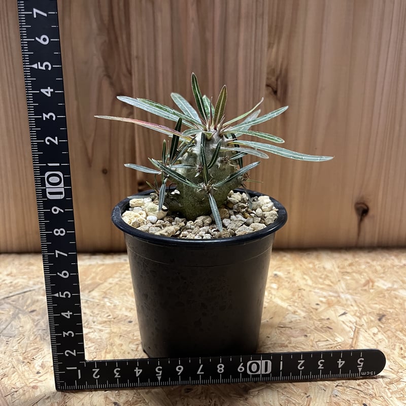 【現品】パキポディウム・ロスタツム・カクチペス　5号　６E番 楽天市場】パキポディウム カクチペス 4号 プラ鉢 コーデックス