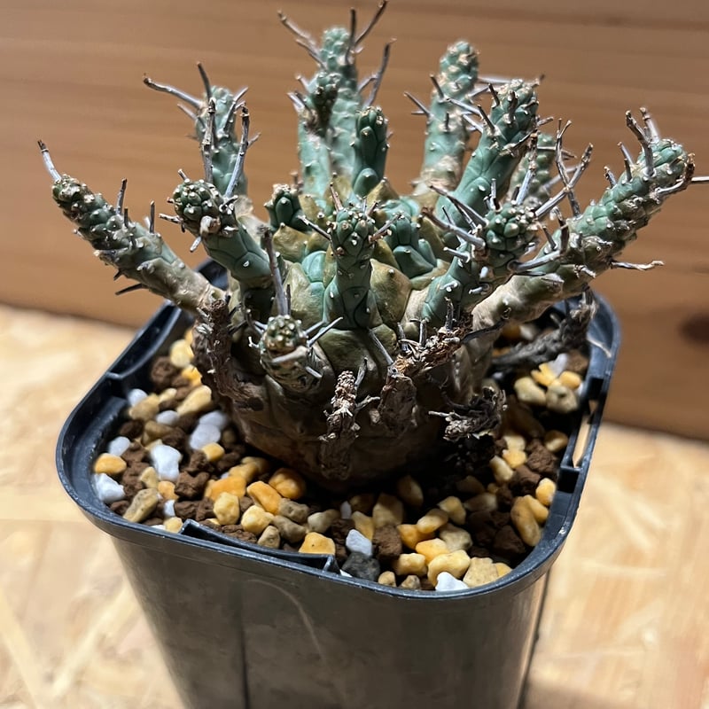 ユーフォルビア デセプタ | GREEN LUCK