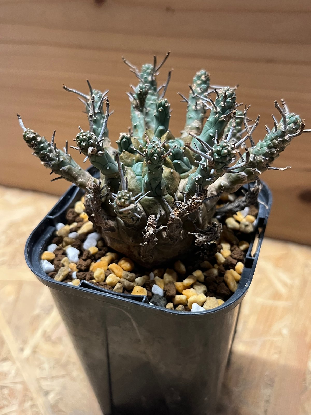 ユーフォルビア デセプタ | GREEN LUCK