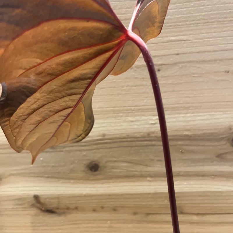 アンスリウム ロムズレッド | GREEN LUCK