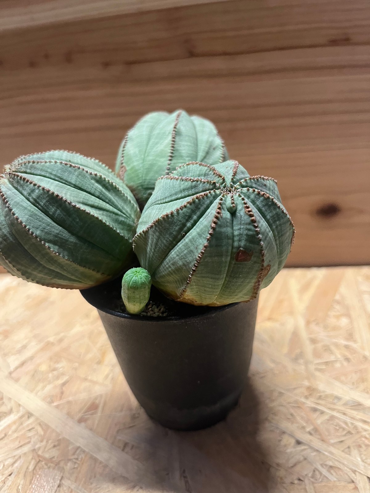 ユーフォルビア オベサ 3頭　レフトボタニカル　left botanical 鉢 ユーフォルビア オベサ 3頭 | GREEN LUCK