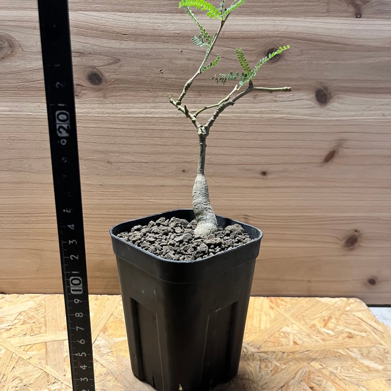 オペルクリカリア ヒファエノイデス | GREEN LUCK