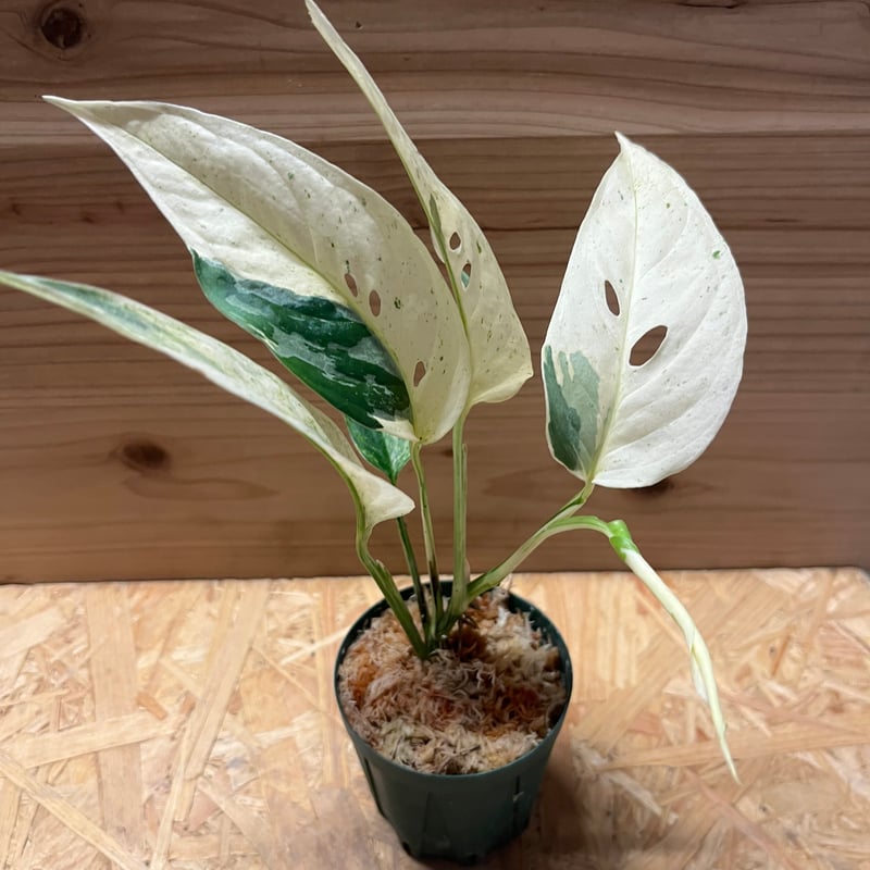 モンステラ アダンソニー var.ラニアタ 斑入り | GREEN LUCK