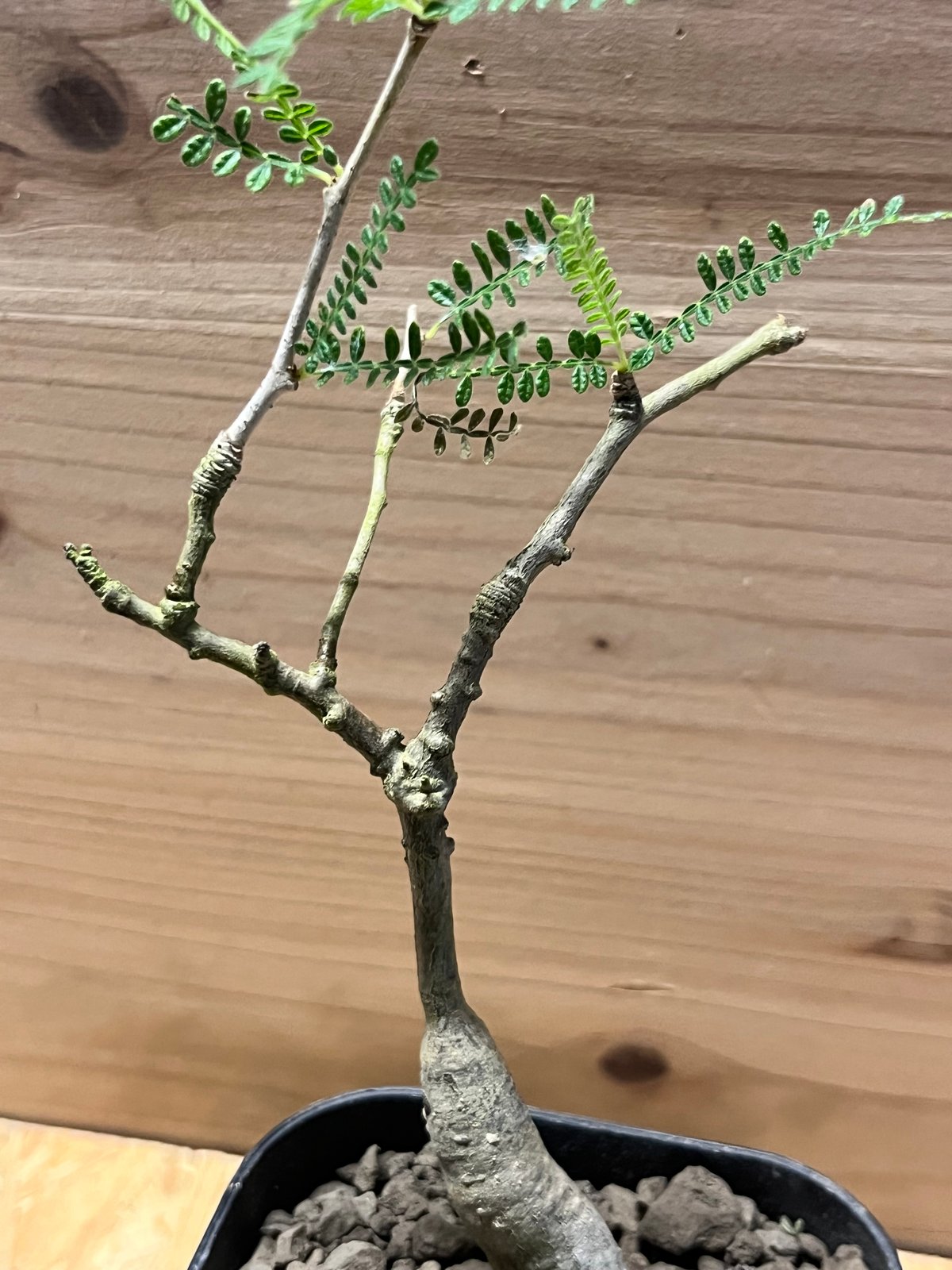 オペルクリカリア ヒファエノイデス | GREEN LUCK