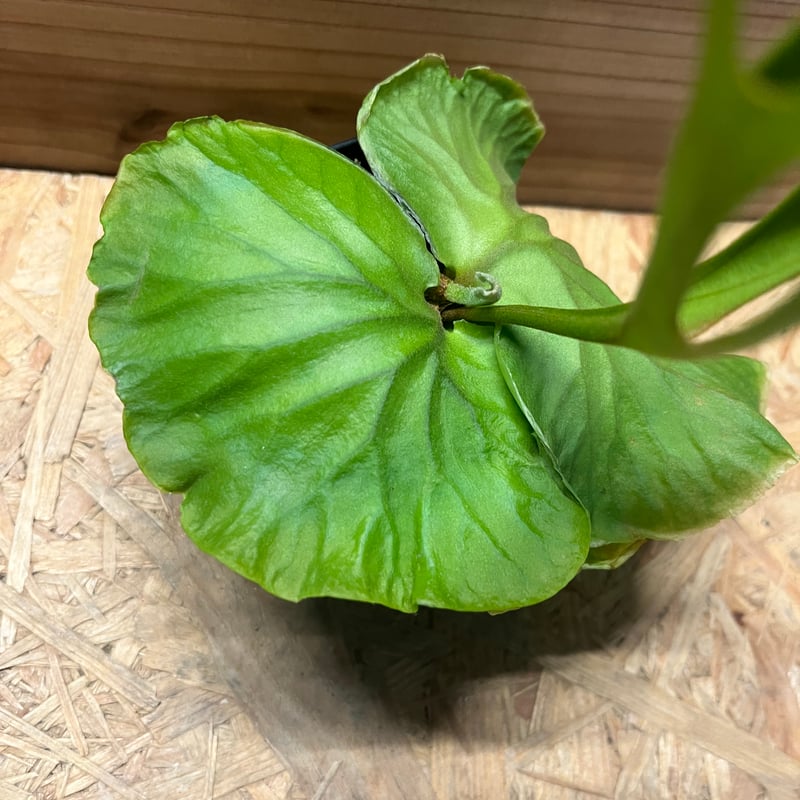 A*A様 ビカクシダエルサウィリンキーベイチーリドレイ最終値下げ 特別価格！Lサイズ】A264 ビカクシダ リドレイ ワイルド 最新輸入