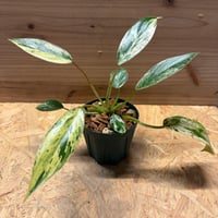 ビルベルギア アリベラ×アラカイ | GREEN LUCK