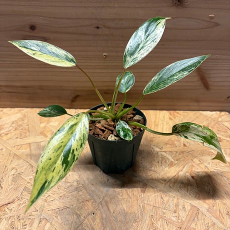 フィロデンドロン | STORES