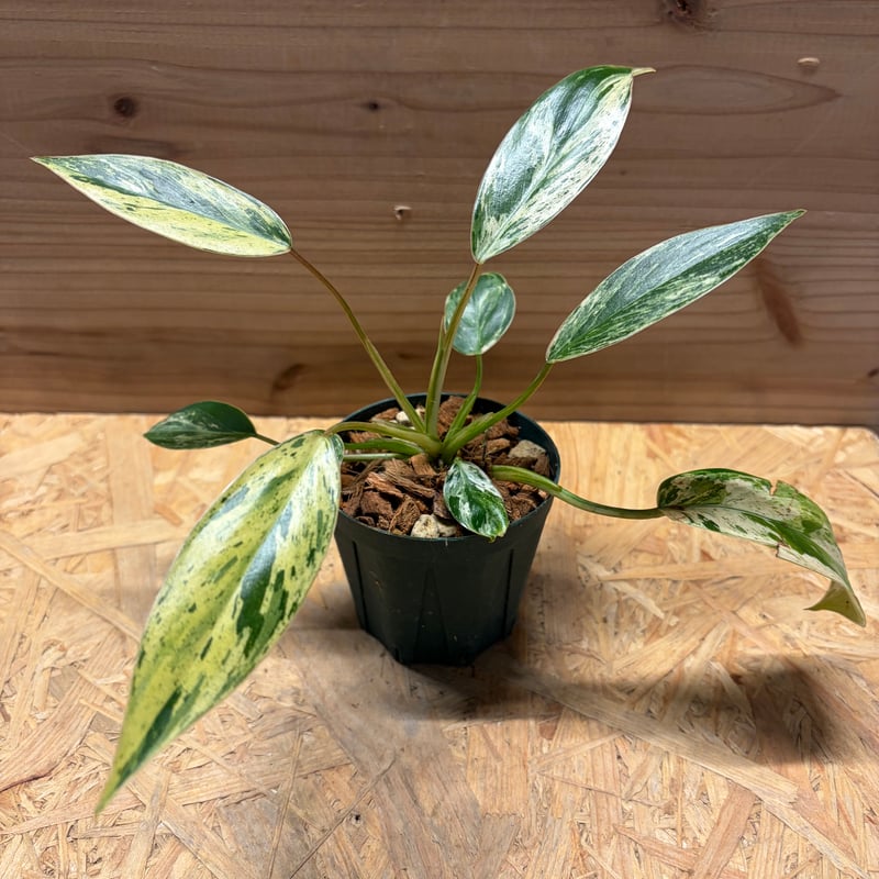 フィロデンドロン 'エメラルドクイーン' 斑入り | GREEN LUCK
