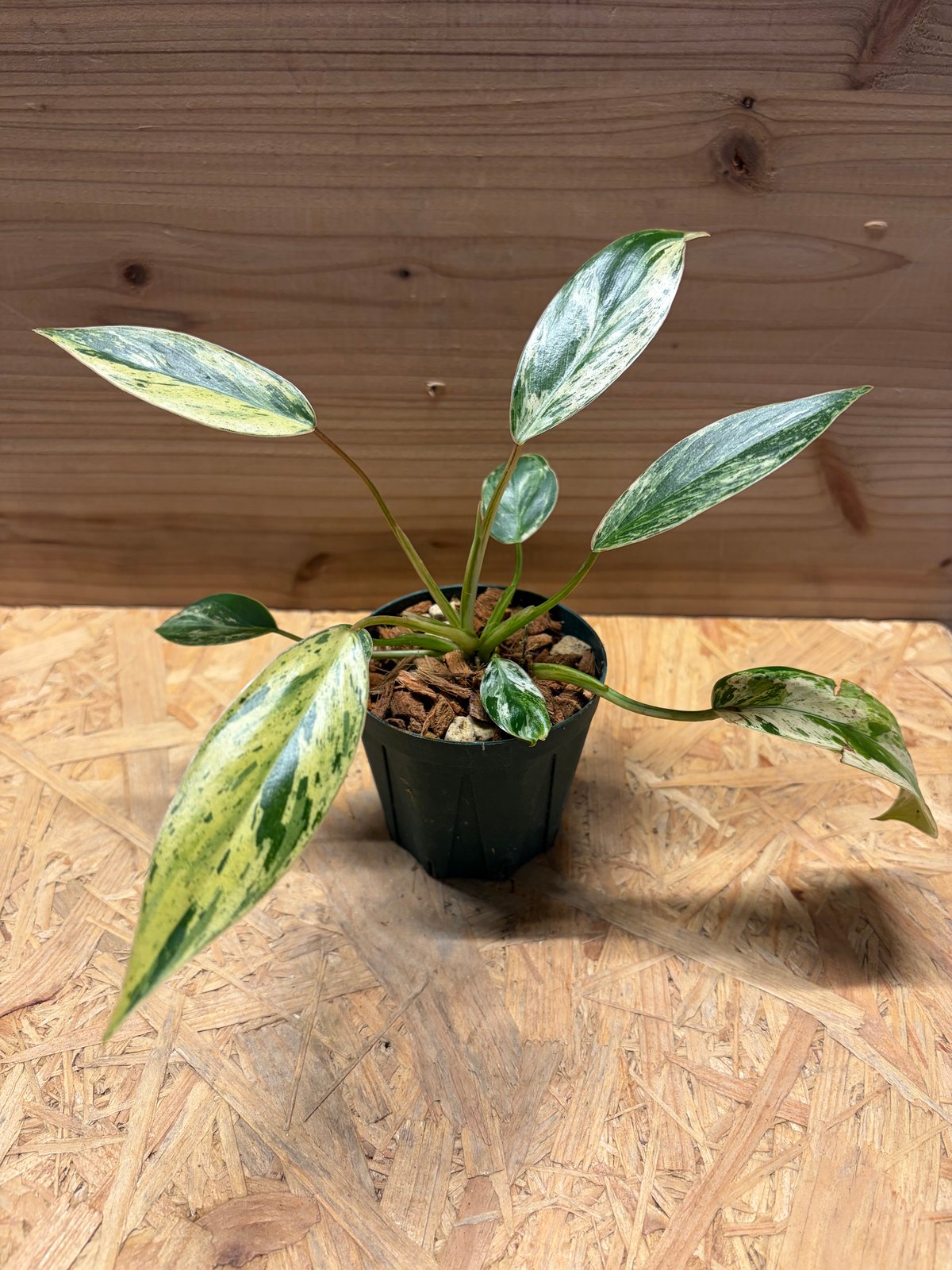 フィロデンドロン　エメラルドクイーン Philodendron Emerald Queen Variegated フィロデンドロン エメラルド