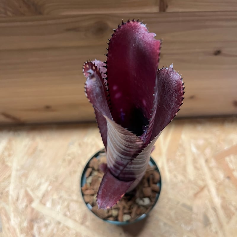 未開花株 発根済み 赤紫に白いドットが美しい【ビルベルギア ディッピンドッツ】 ビルベルギア 'ディッピンドッツ' | GREEN LUCK