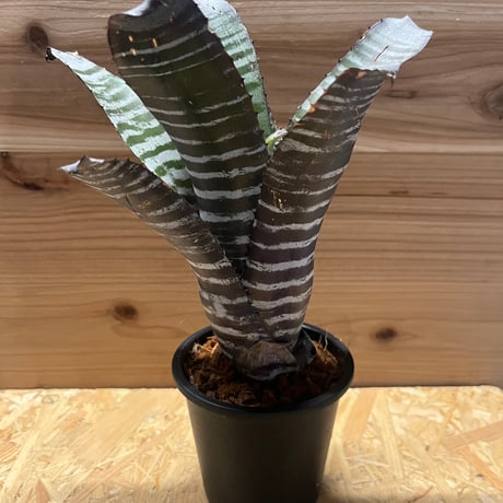 エクメアチャンティニー | STORES