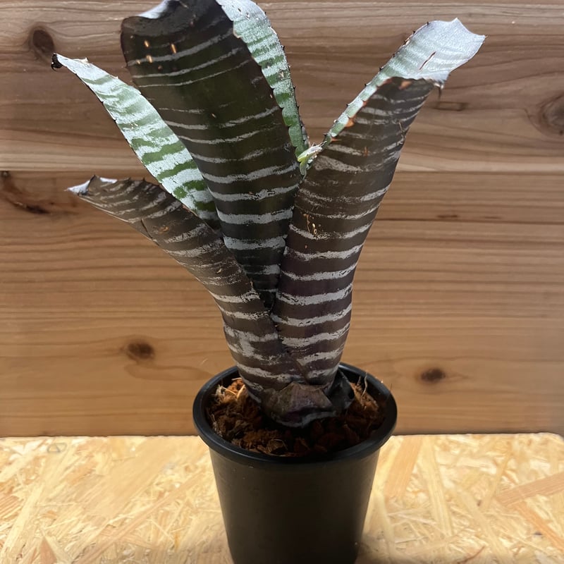 【コントラスト強めを選んでいます】エクメア チャンティーニ エクメア チャンティニー ブラックセレクト「Aechmea Chantinii