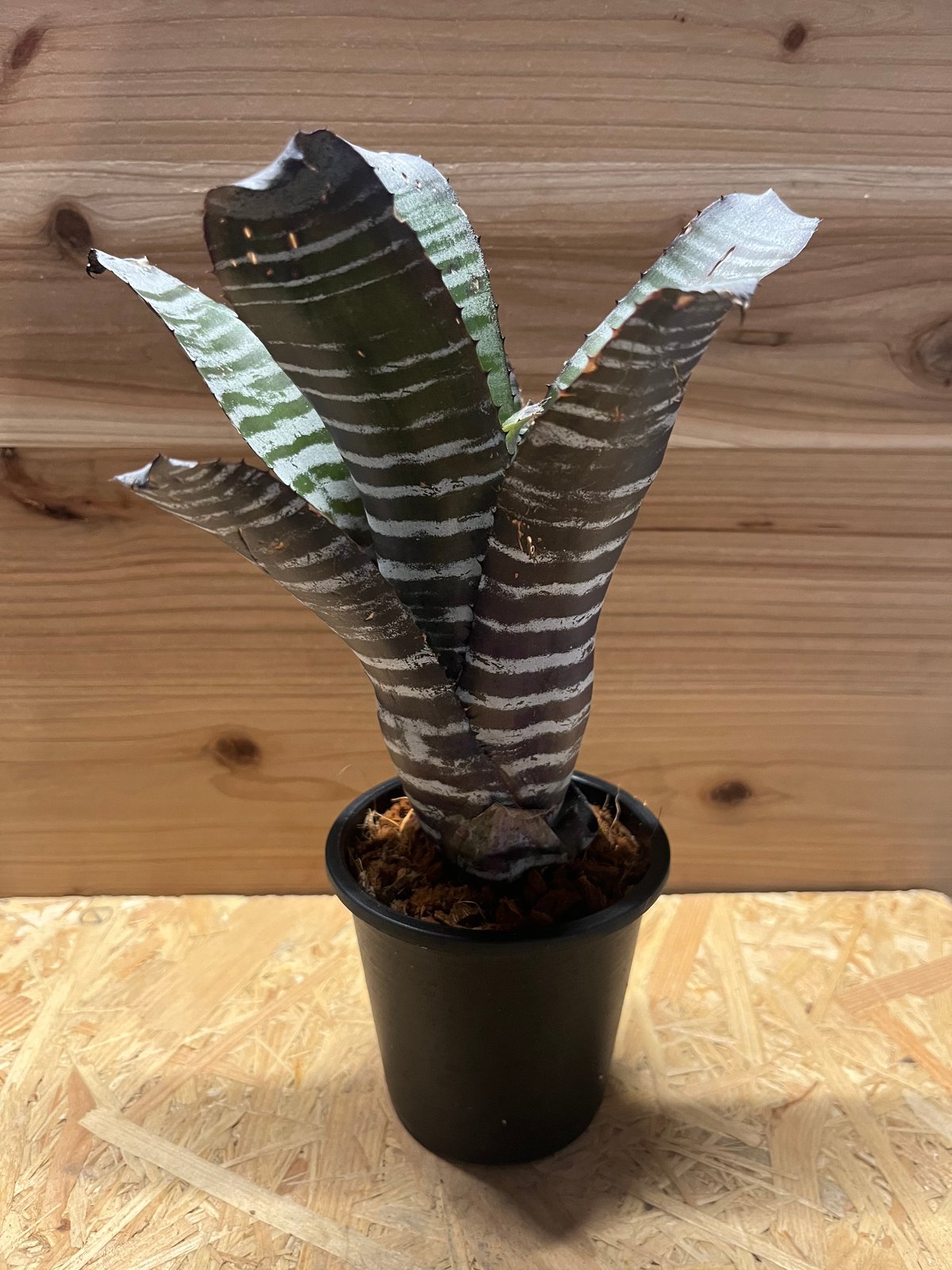 エクメア チャンティニー ハイブリッド | GREEN LUCK