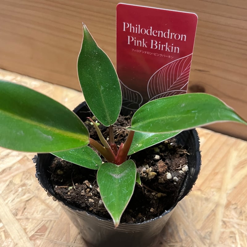 フィロデンドロン ピンクバーキン | GREEN LUCK