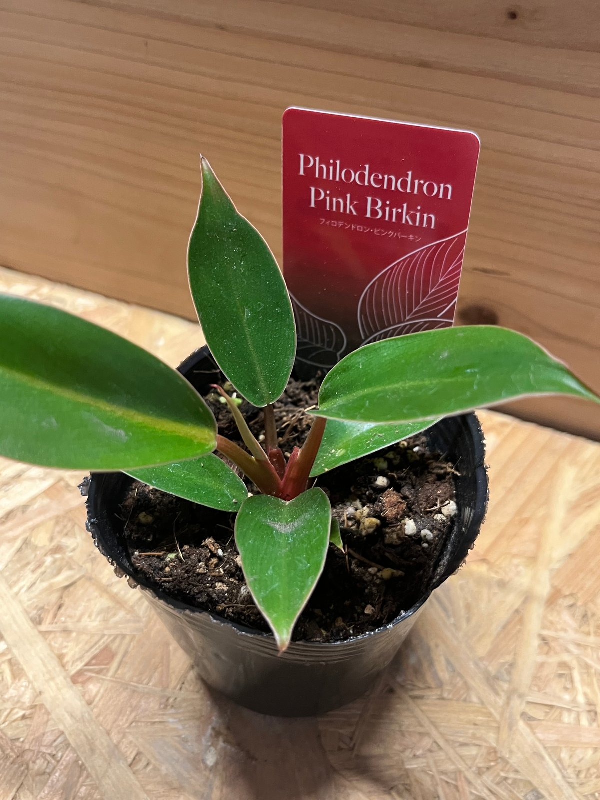 現物「フィロデンドロン・ピンクバーキン」７号　Philodendron itanse_kan01214