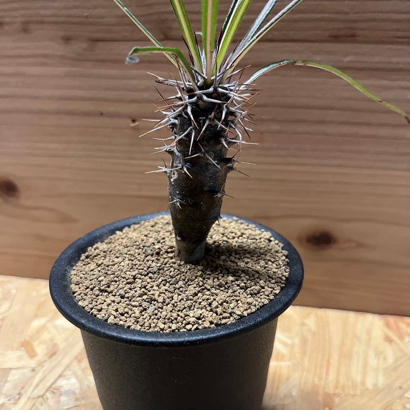 観葉植物　パキポ ゲアイー 楽天市場】コーデックス：パキポディウム ゲアイー*幹5cm 4寸鉢