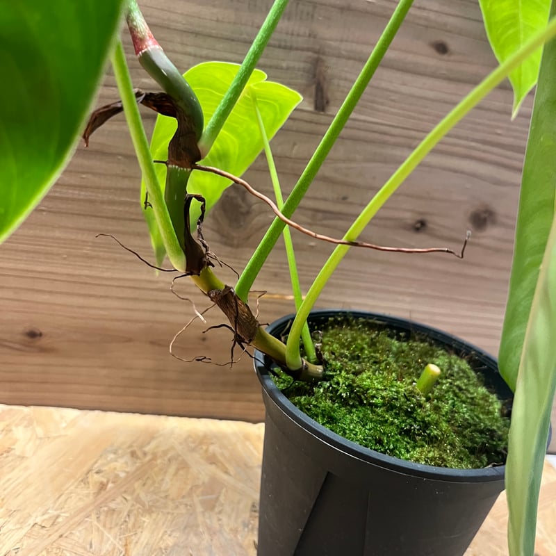 フィロデンドロン シャロニアエ | GREEN LUCK