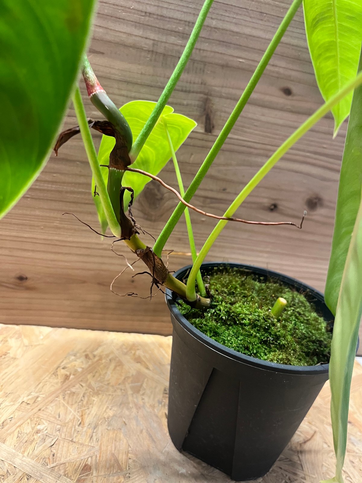 フィロデンドロン シャロニアエ | GREEN LUCK