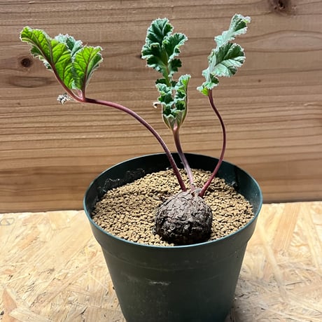 超レアラスト！写真4枚目必見！ ペラルゴニウム クラシカウレ 多肉植物