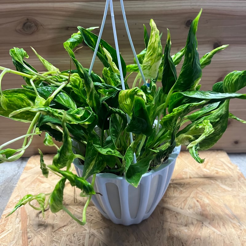 ポトス テルノサンシャイン | GREEN LUCK