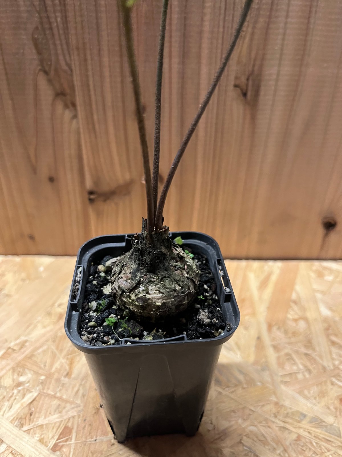 ザミア フロリダーナ | GREEN LUCK