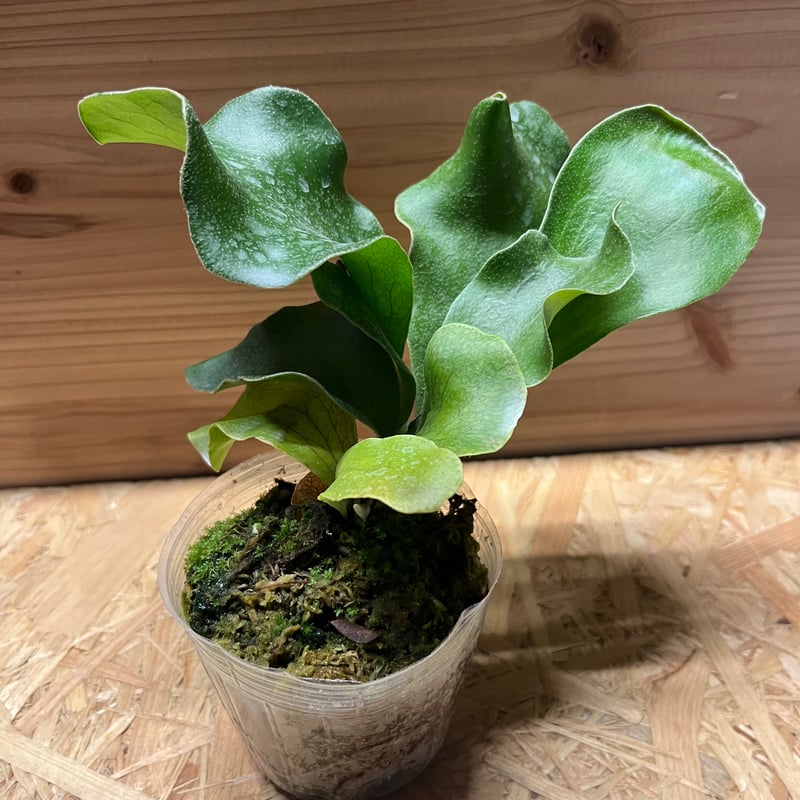 ビカクシダ　ヒリードラゴン　親株 ビカクシダ ヒリードラゴン Platycerium hillii cv.Dragon 大株