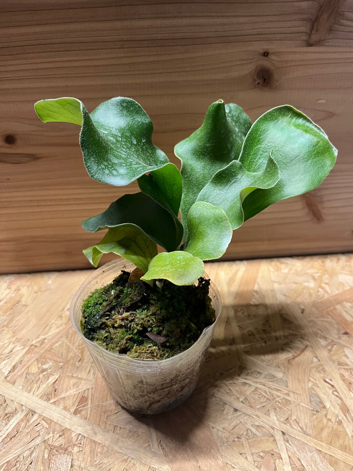 ビカクシダ ヒリードラゴン 親株 ビカクシダ P.hillii cv.Dragon