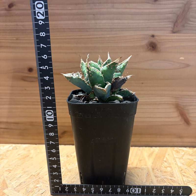 アガベ チタノタ '金蟾' | GREEN LUCK