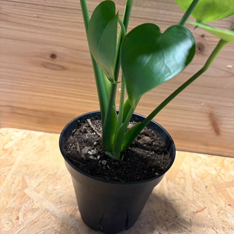 モンステラ デリシオーサ 実生変異 | GREEN LUCK