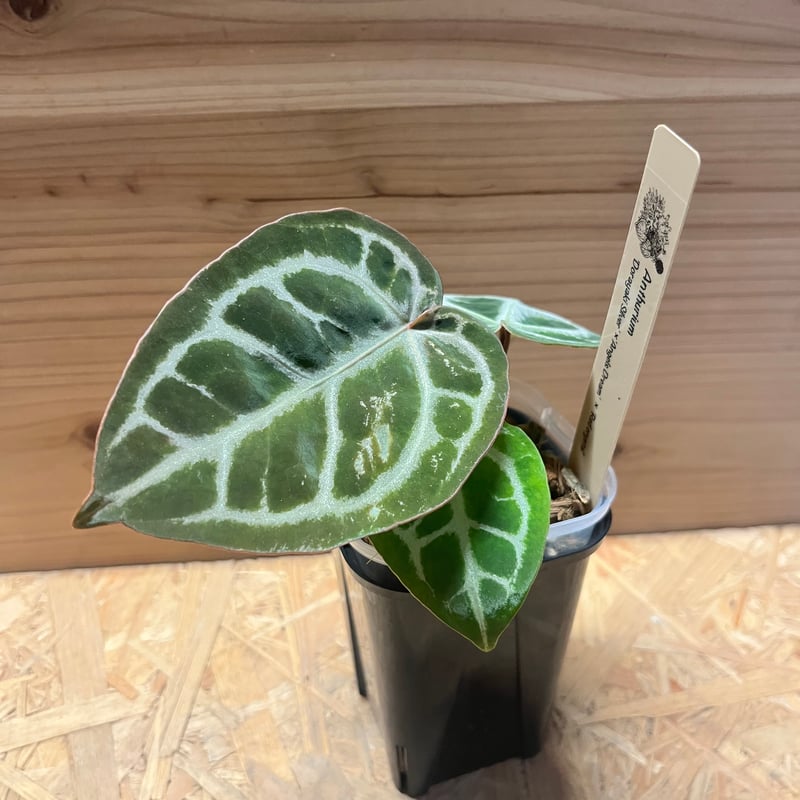 アンスリウム ドラヤキシルバー×エンジェルズドリーム×レッド