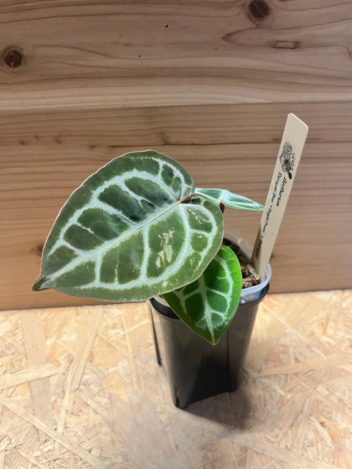 アンスリウム　エンジェルドリーム×ドラヤキ アンスリウム ドラヤキシルバー×エンジェルズドリーム×レッド