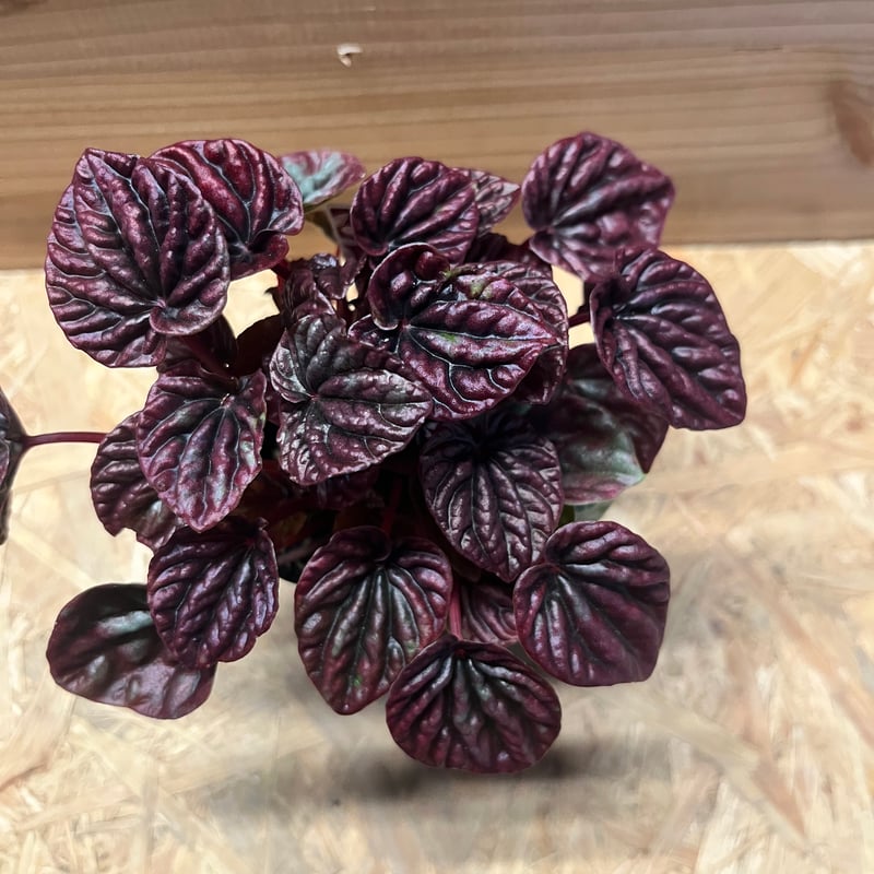 ペペロミア レッドルナ | GREEN LUCK