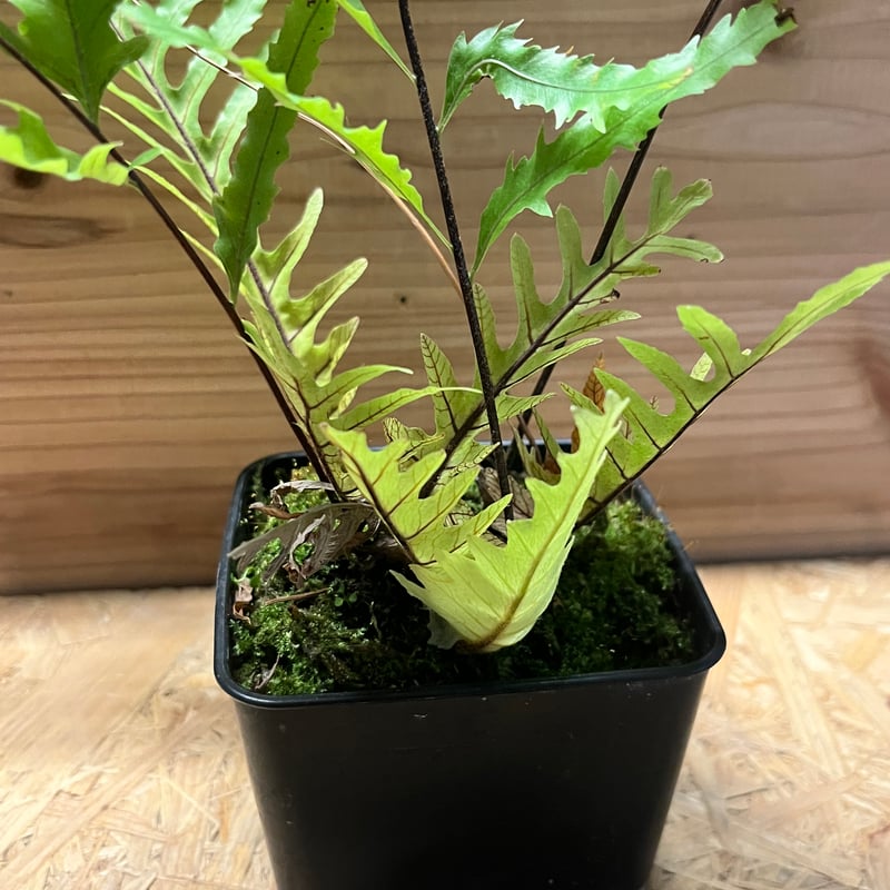 ドリナリア フロリダ | GREEN LUCK