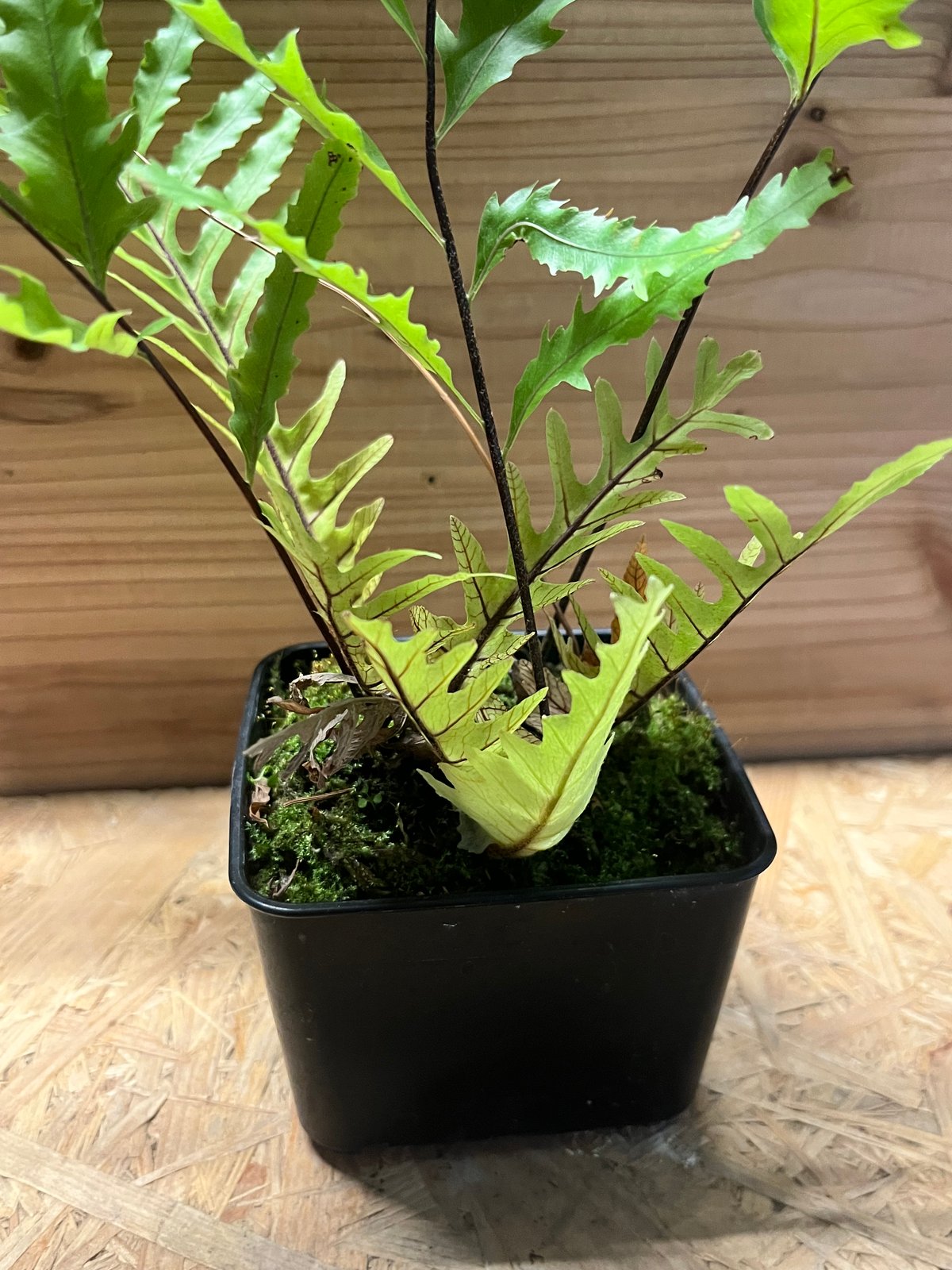 ドリナリア フロリダ | GREEN LUCK