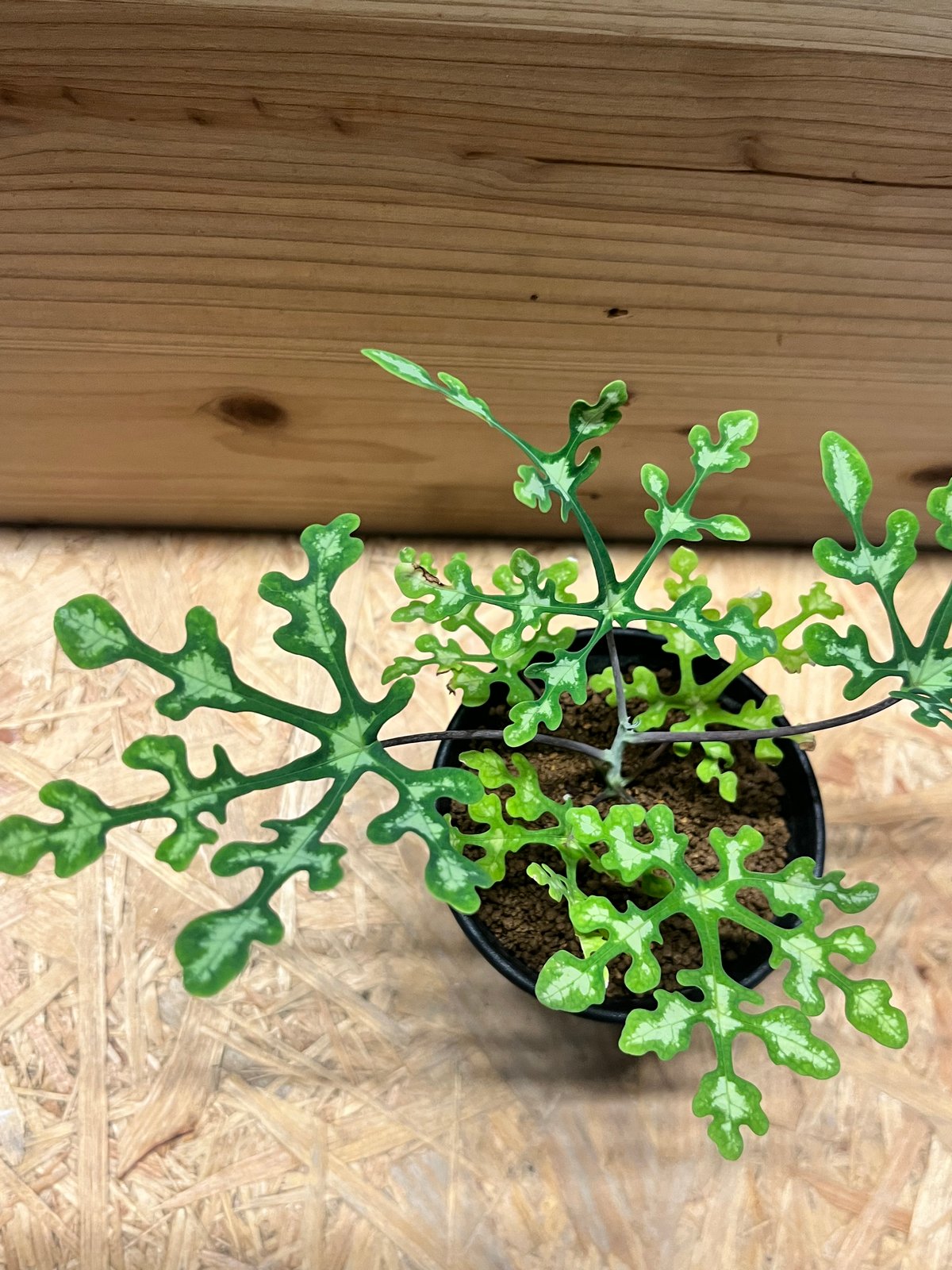 アデニア ペリエリ | GREEN LUCK