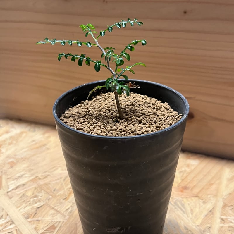 オペルクリカリア パキプス | GREEN LUCK