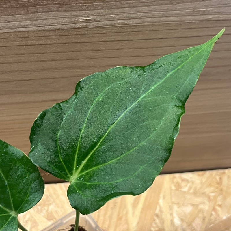 アンスリウム デルタフォース | GREEN LUCK