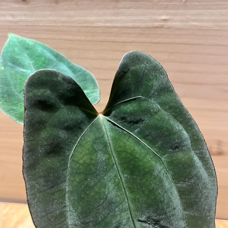 アンスリウム ダーケストパナマ×ソウルリーパー | GREEN LUCK