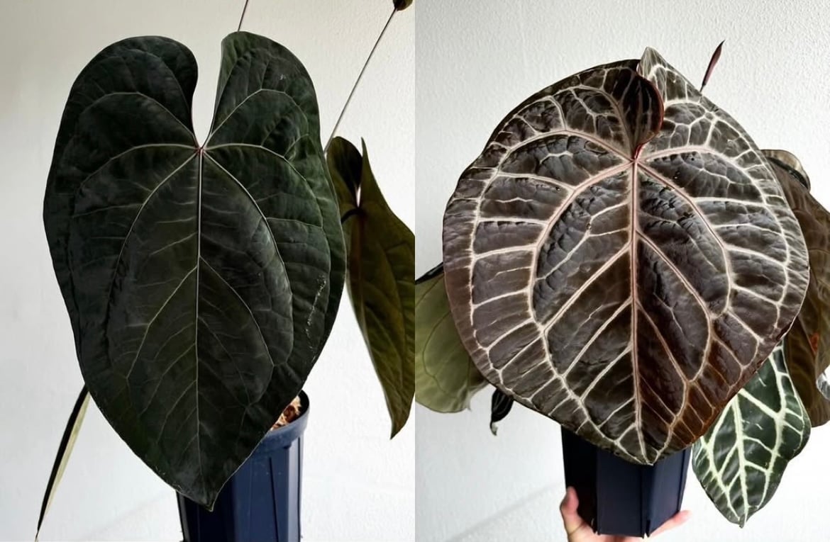 アンスリウム BVEP×エースオブスペード×レッドクリスタル | GREEN LUCK