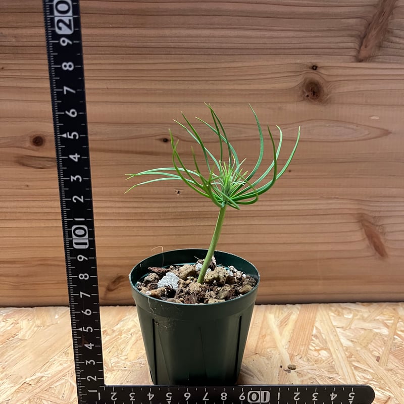 マルチネス ピニョンマツ | GREEN LUCK