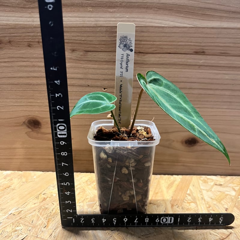 アンスリウム FTGクリスタル× ミシェル×レッドベルベットケーキ